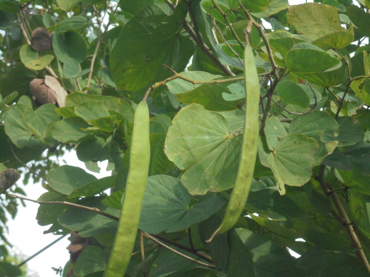 Bauhinia purpurea L.